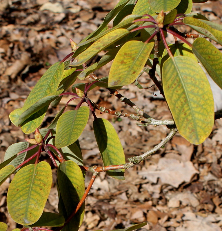 Image of Rhododendron oreodoxa specimen.