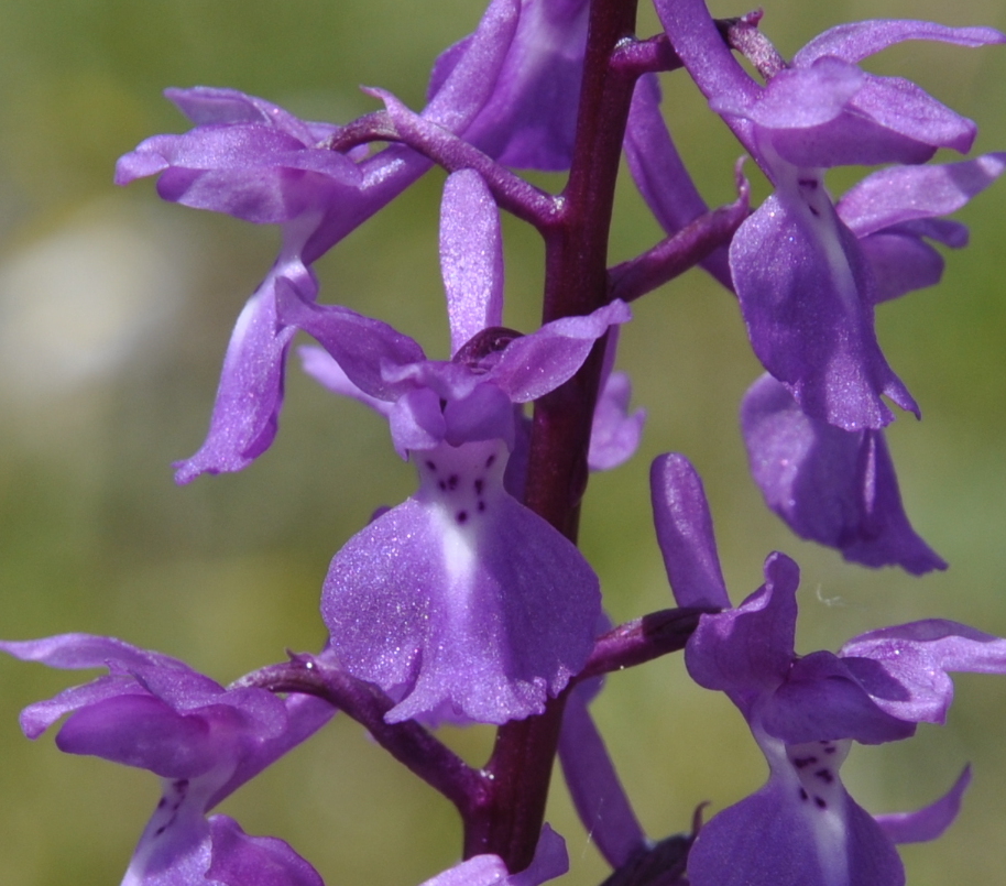 Image of Orchis mascula specimen.