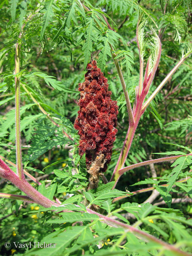 Image of Rhus typhina f. laciniata specimen.