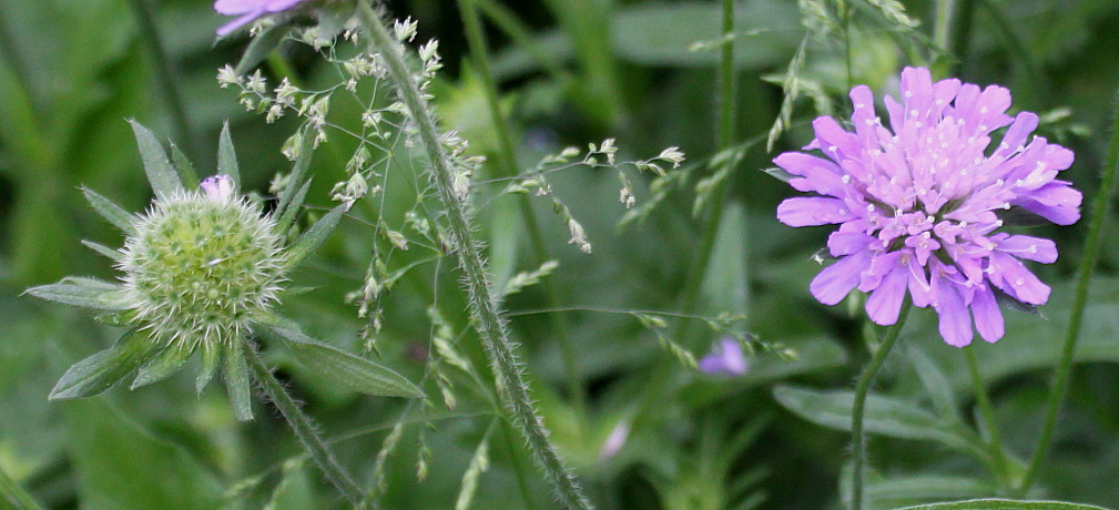 Image of genus Scabiosa specimen.