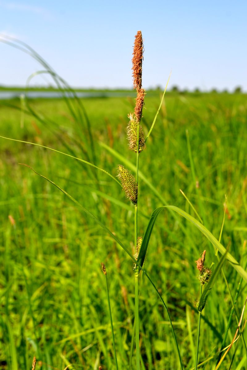 Image of Carex acutiformis specimen.