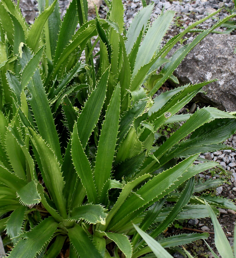 Image of Eryngium monocephalum specimen.