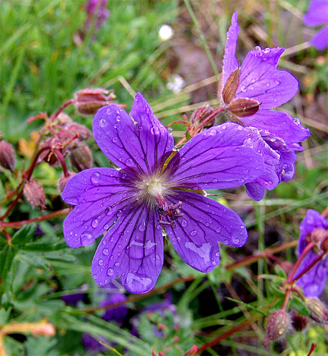 Изображение особи Geranium gymnocaulon.