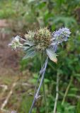 Eryngium planum. Верхушки побегов с отцветающими соцветиями. Владивосток, Ботанический сад-институт ДВО РАН. 7 сентября 2013 г.