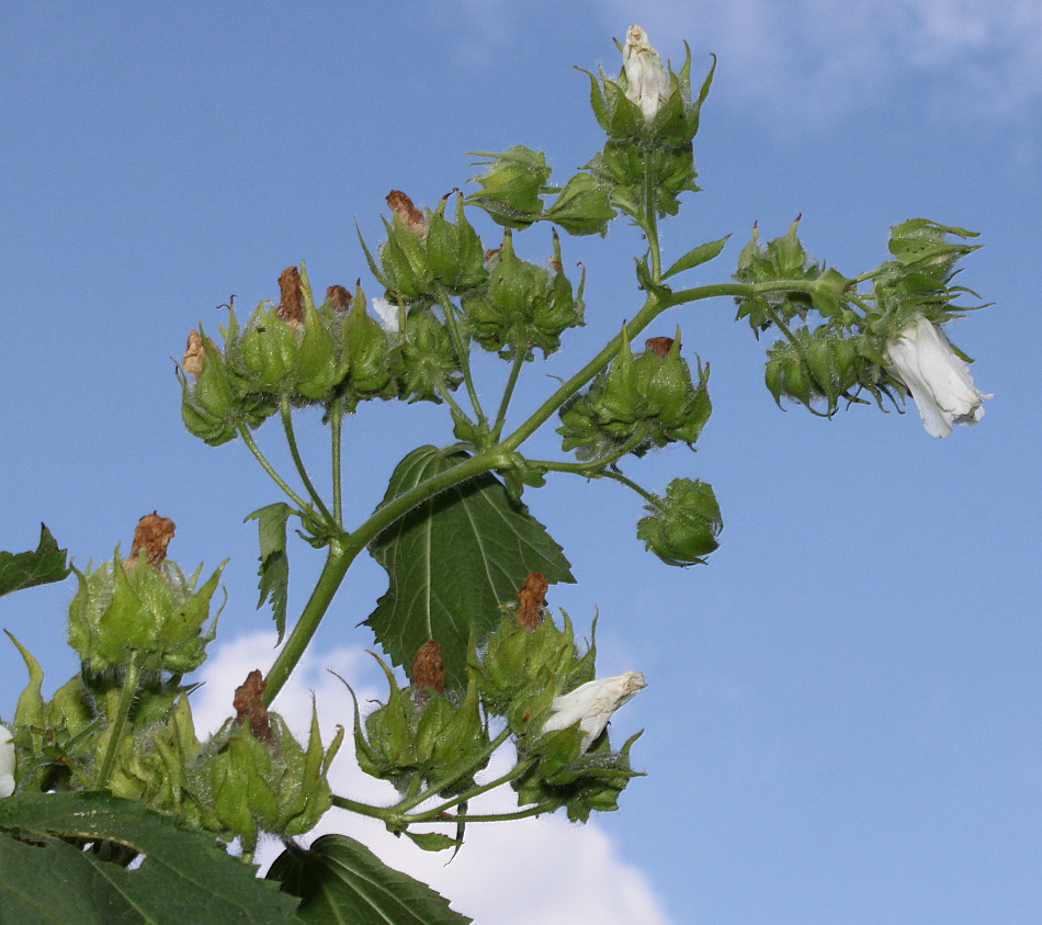 Image of Kitaibelia vitifolia specimen.