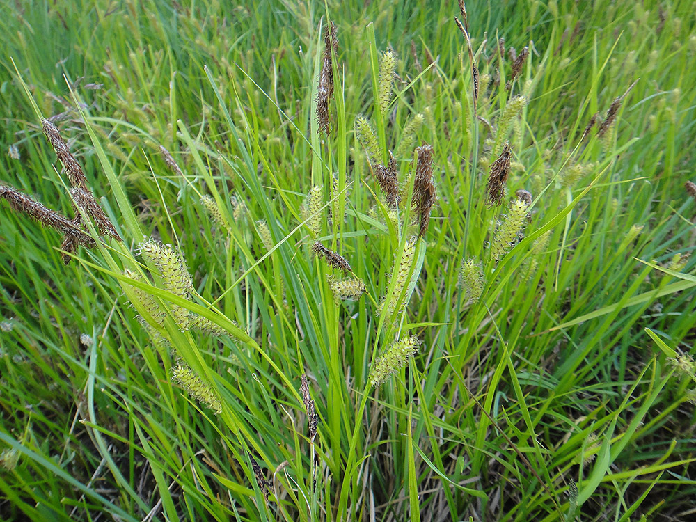 Image of Carex rostrata specimen.