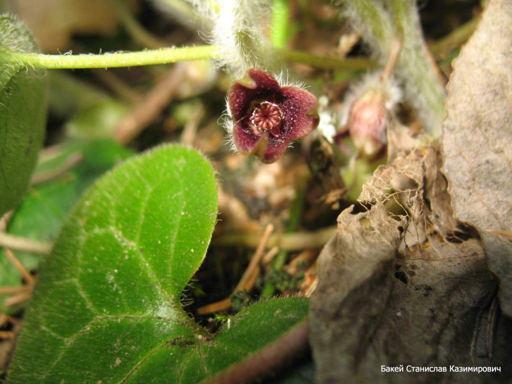 Image of Asarum europaeum specimen.