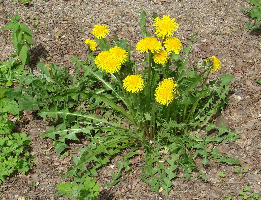 Изображение особи род Taraxacum.