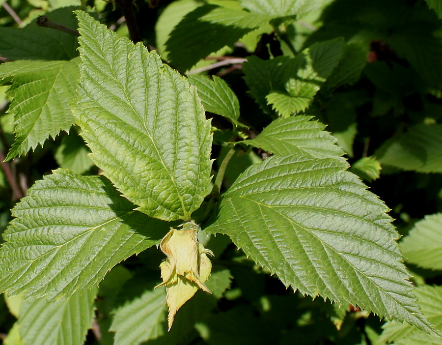 Изображение особи Rhodotypos scandens.