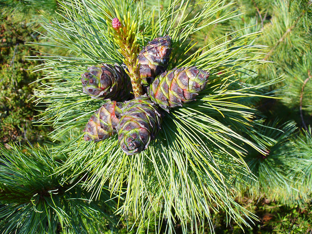 Image of Pinus pumila specimen.