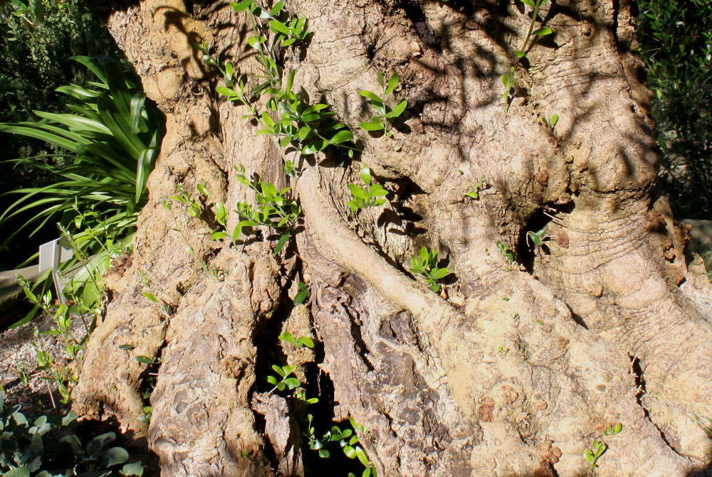 Image of Olea europaea specimen.