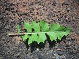 Sisymbrium loeselii