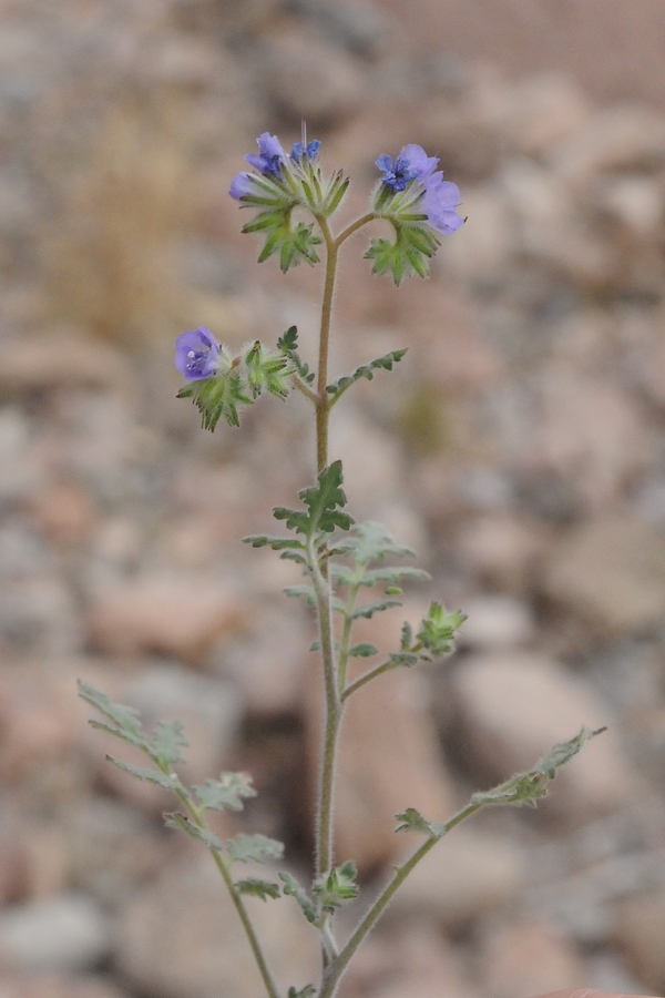 Изображение особи Phacelia distans.