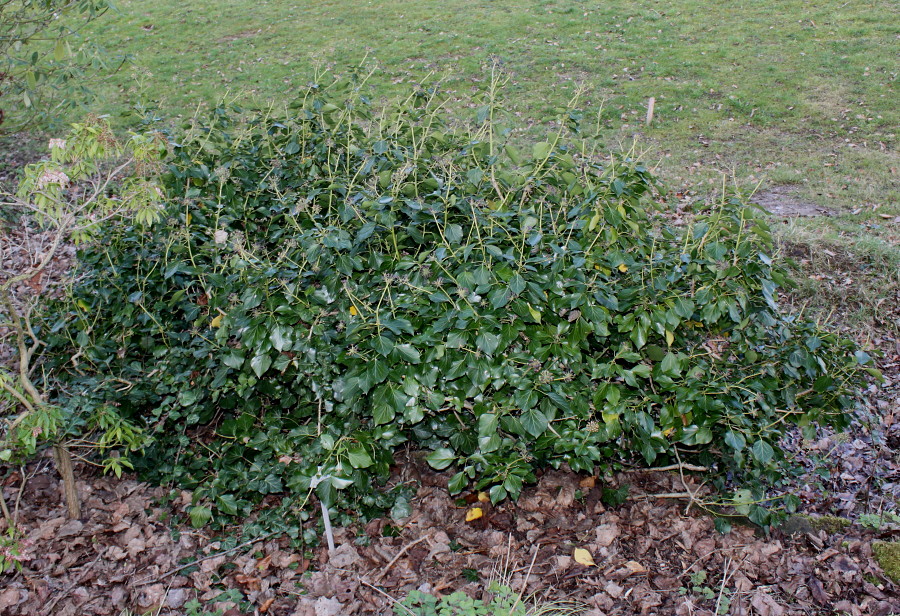 Image of Hedera helix specimen.