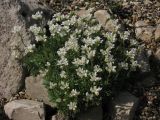 Arabis androsacea