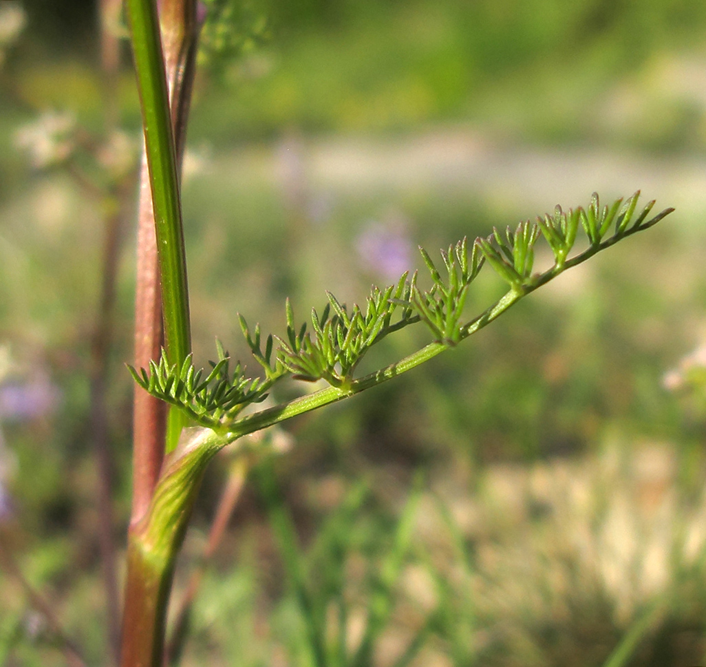 Image of Trinia leiogona specimen.