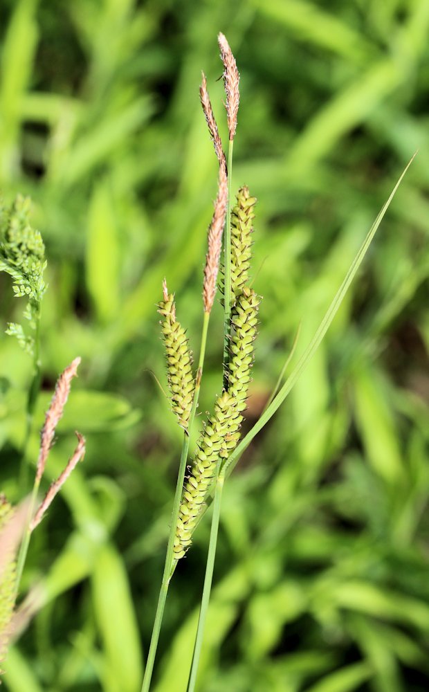 Изображение особи Carex &times; squamigera.