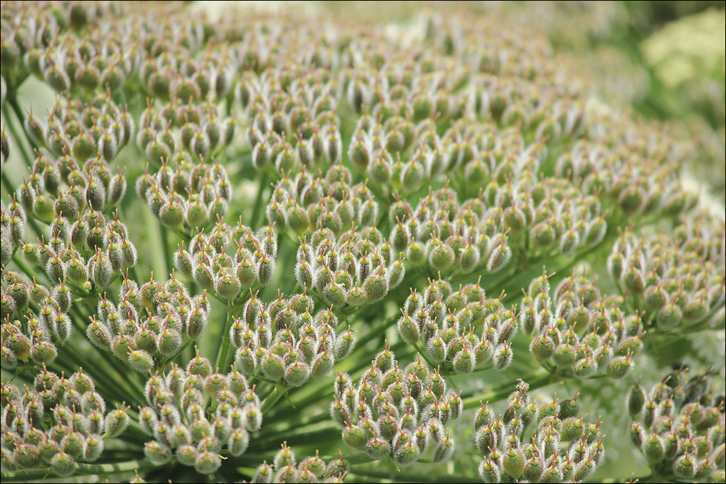 Image of Heracleum stevenii specimen.