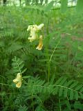 Vicia abbreviata