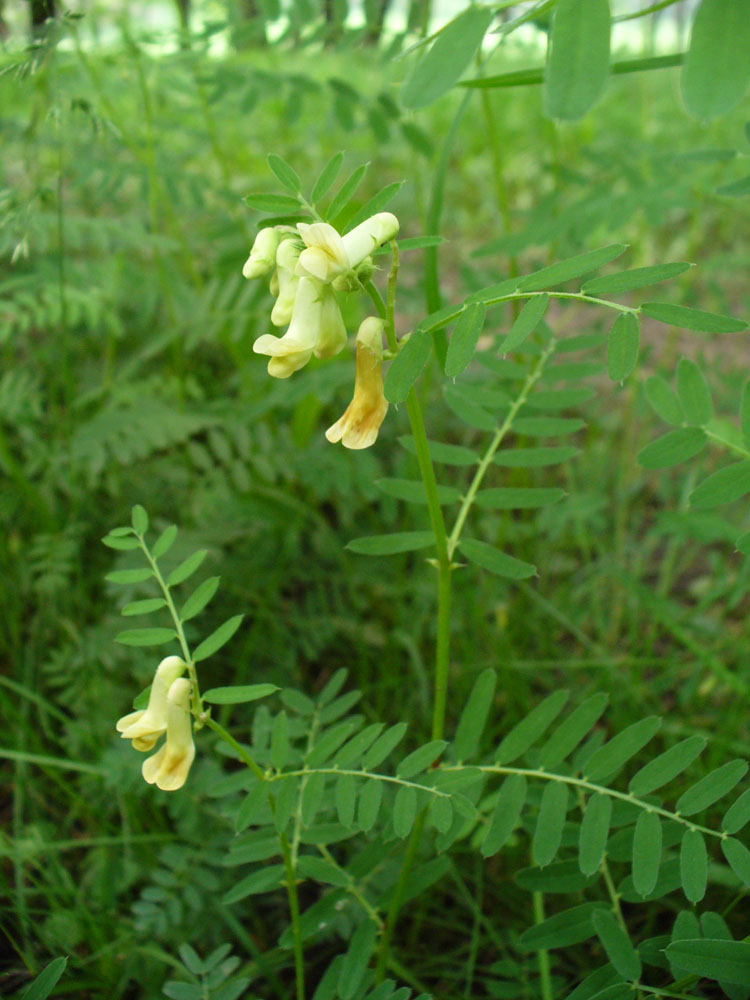 Image of Vicia abbreviata specimen.