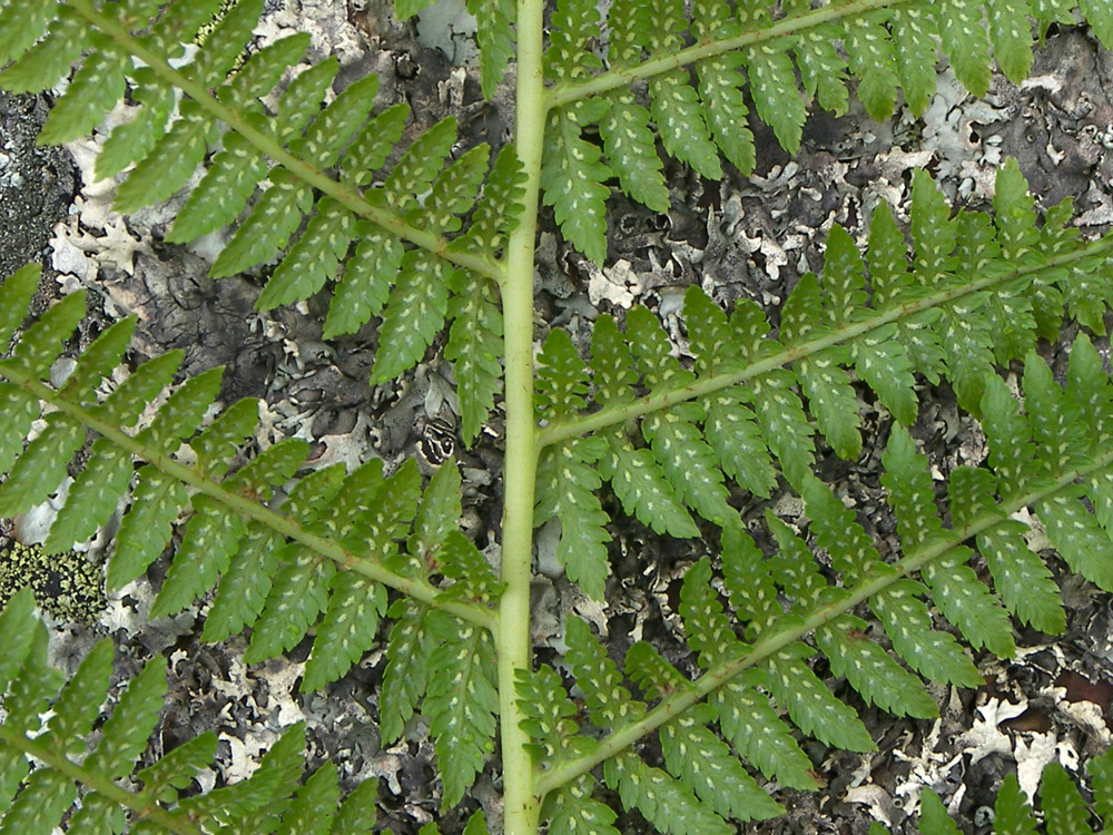 Image of Athyrium filix-femina specimen.