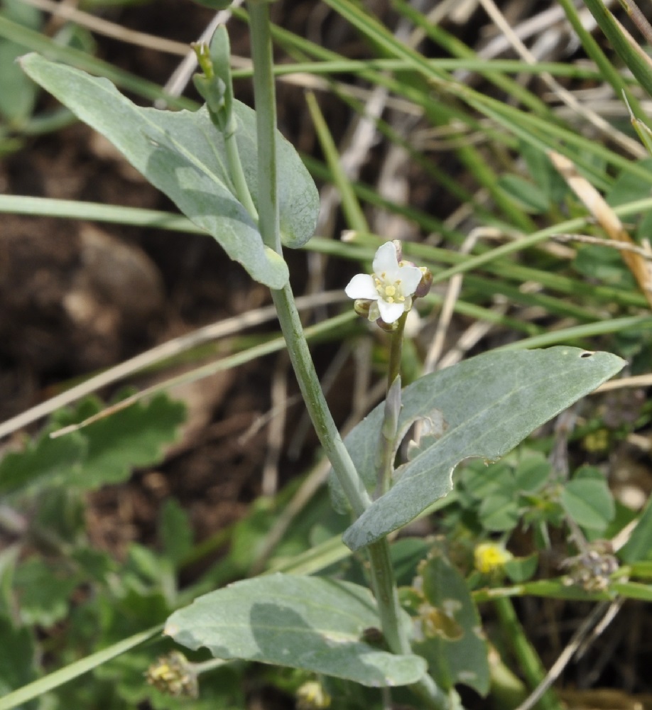 Изображение особи семейство Brassicaceae.