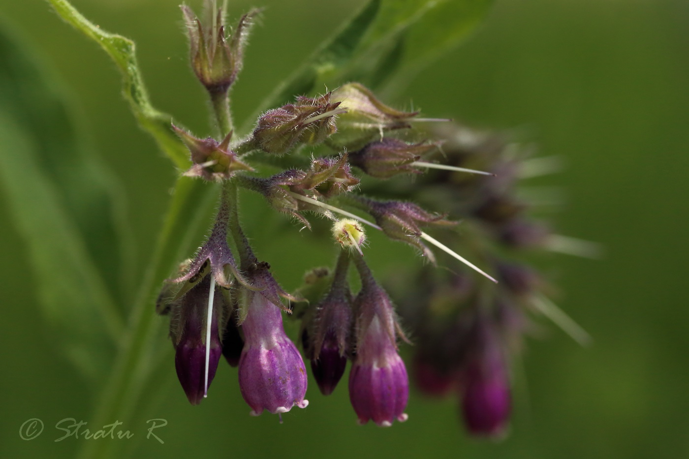 Image of Symphytum officinale specimen.