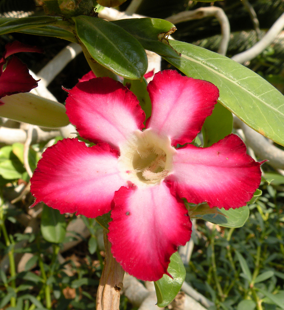 Изображение особи Adenium obesum.