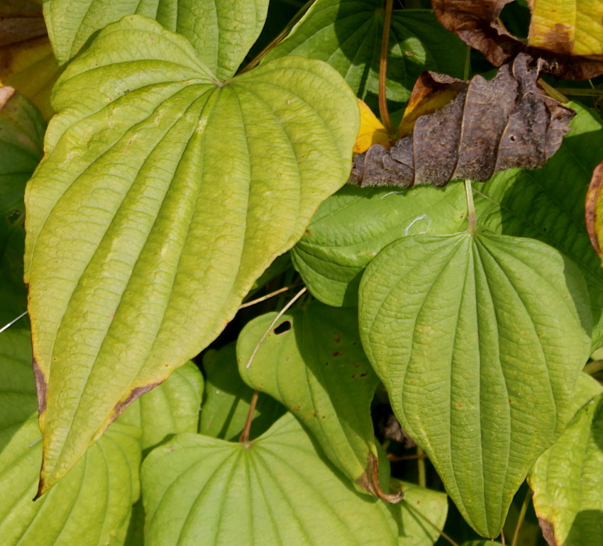 Изображение особи Dioscorea villosa.