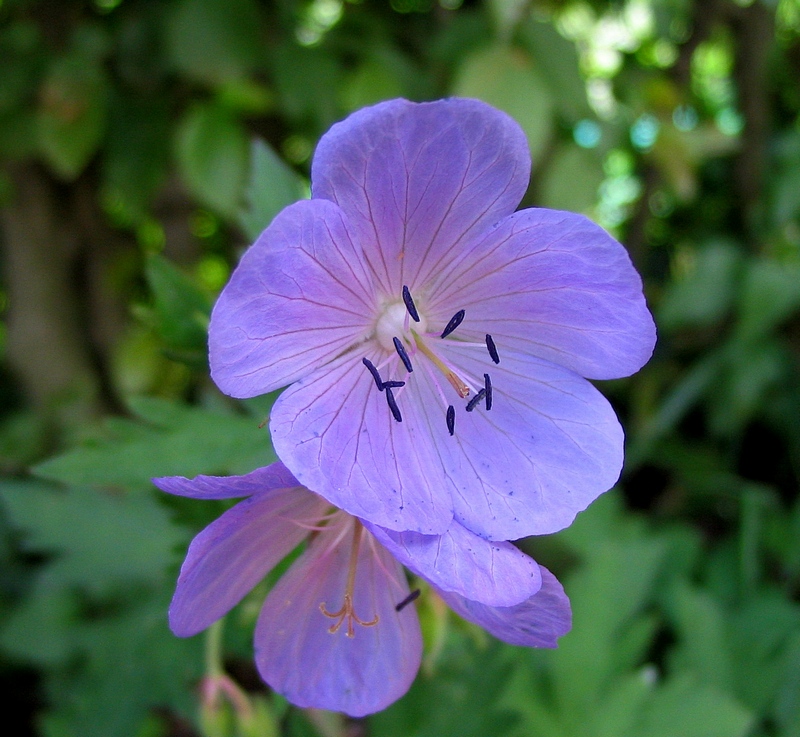 Image of Geranium pratense specimen.