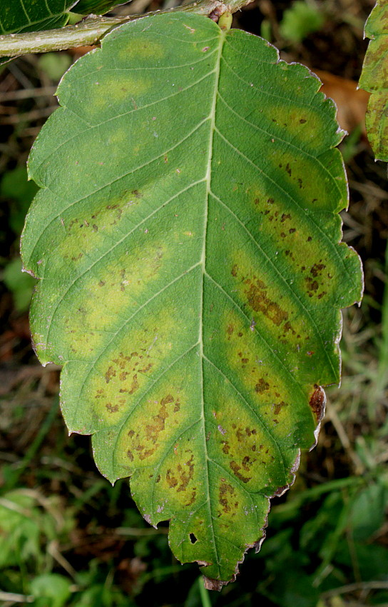 Image of Zelkova serrata specimen.