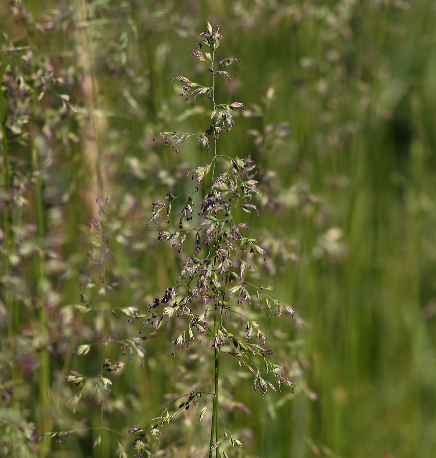 Image of genus Poa specimen.