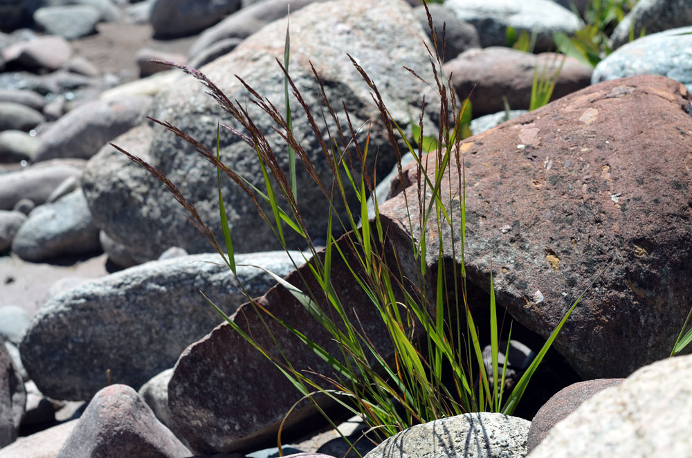 Изображение особи Calamagrostis epigeios.