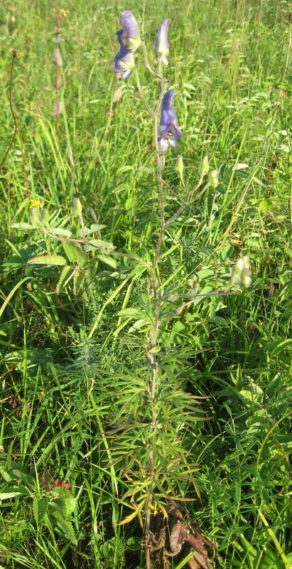 Image of Aconitum volubile specimen.