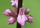 Stachys aspera