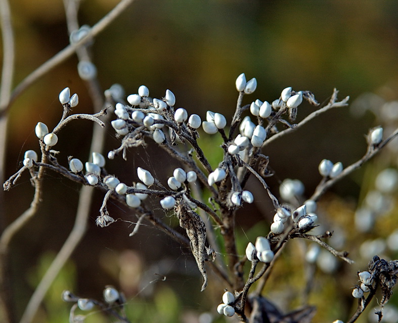 Image of Lithospermum officinale specimen.