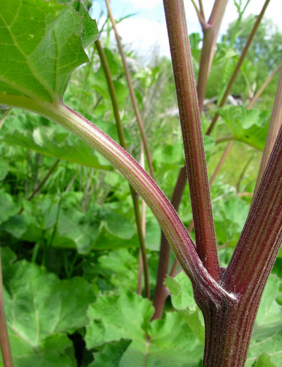 Image of Arctium tomentosum specimen.