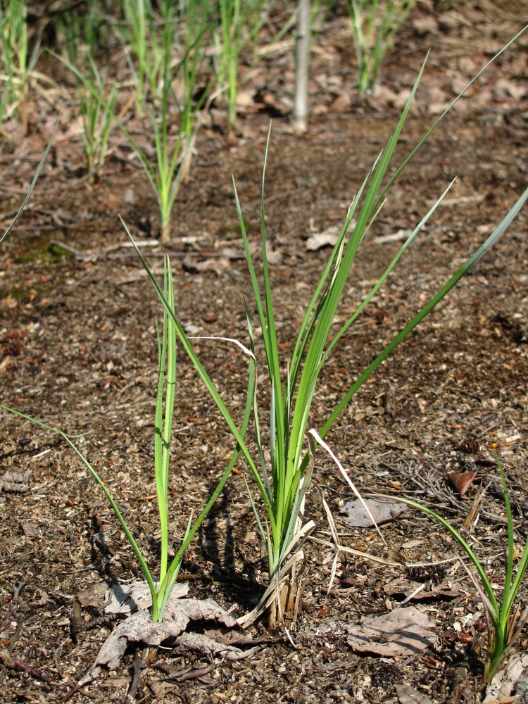 Image of Carex acuta specimen.