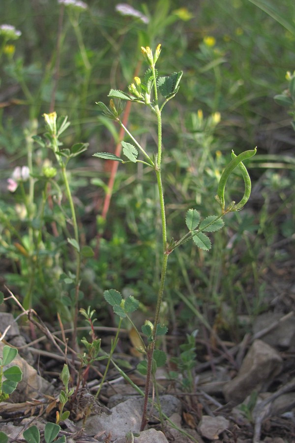 Image of Trigonella striata specimen.