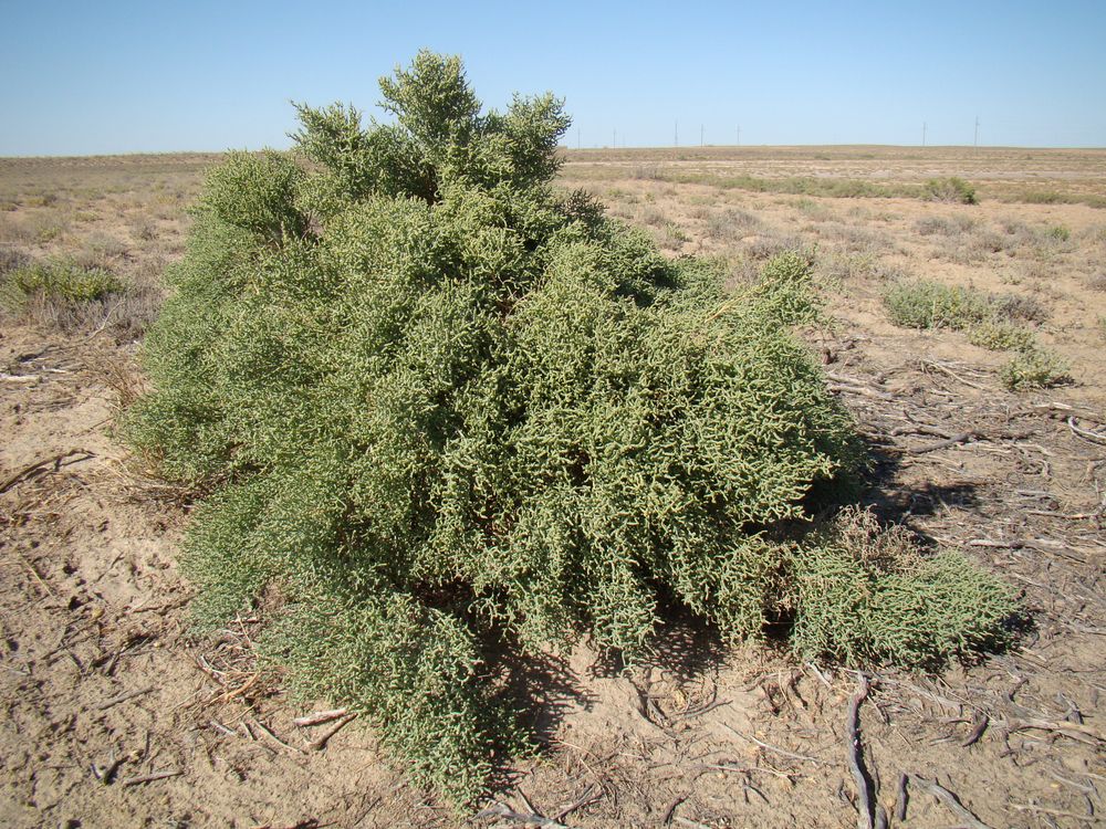 Image of Halostachys belangeriana specimen.