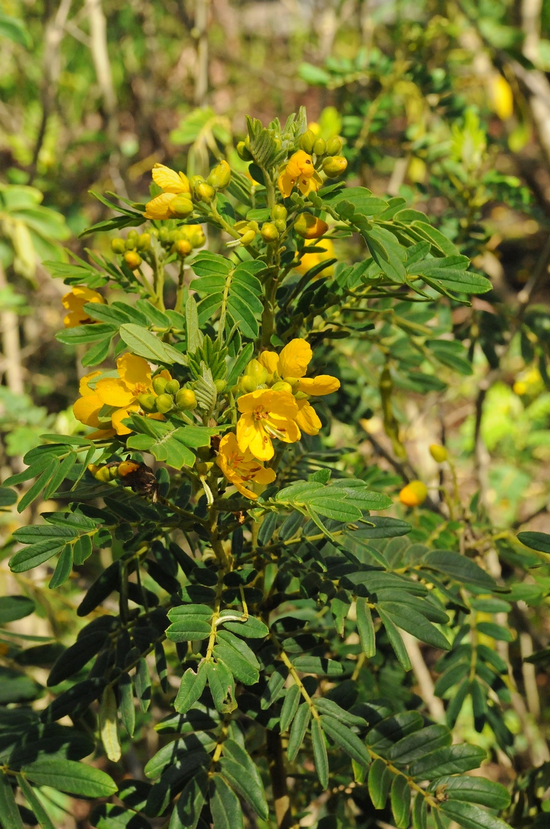 Image of Senna multiglandulosa specimen.