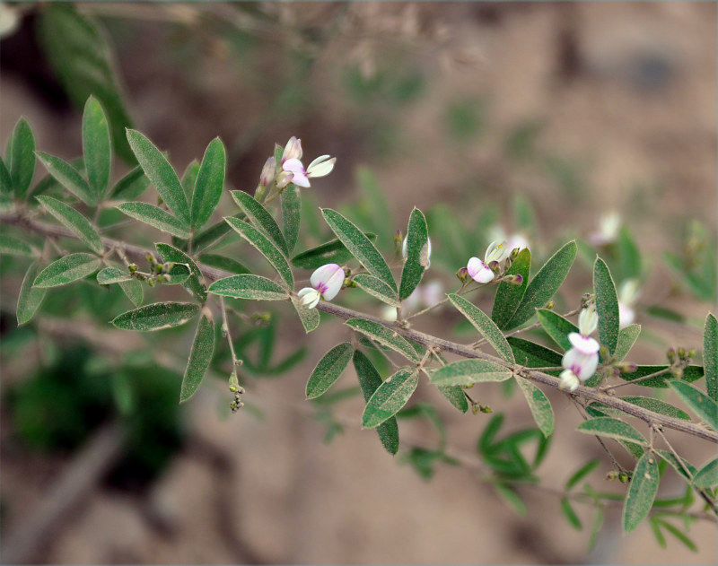 Изображение особи Lespedeza juncea.