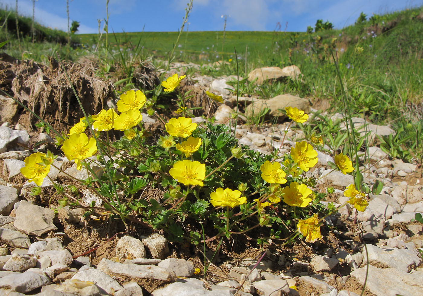 Image of Potentilla gelida specimen.