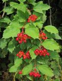 Viburnum opulus