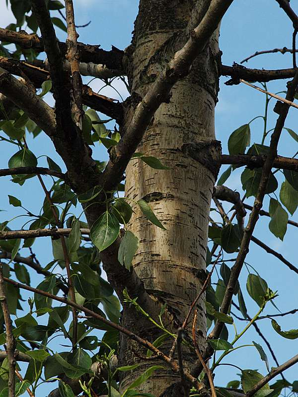 Image of Populus suaveolens specimen.