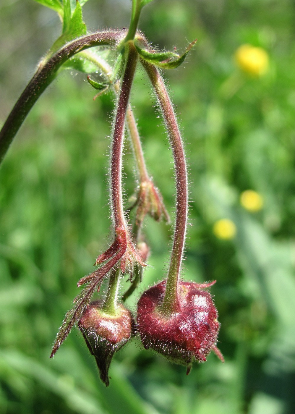 Image of Geum rivale specimen.