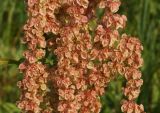 Rumex crispus. Средняя часть созревающего соплодия. Восточный Казахстан, Кокпектинский р-н, 25 км в горы от с. Пантелеймоновка, 1000 м н.у.м., луг. 19.07.2015.