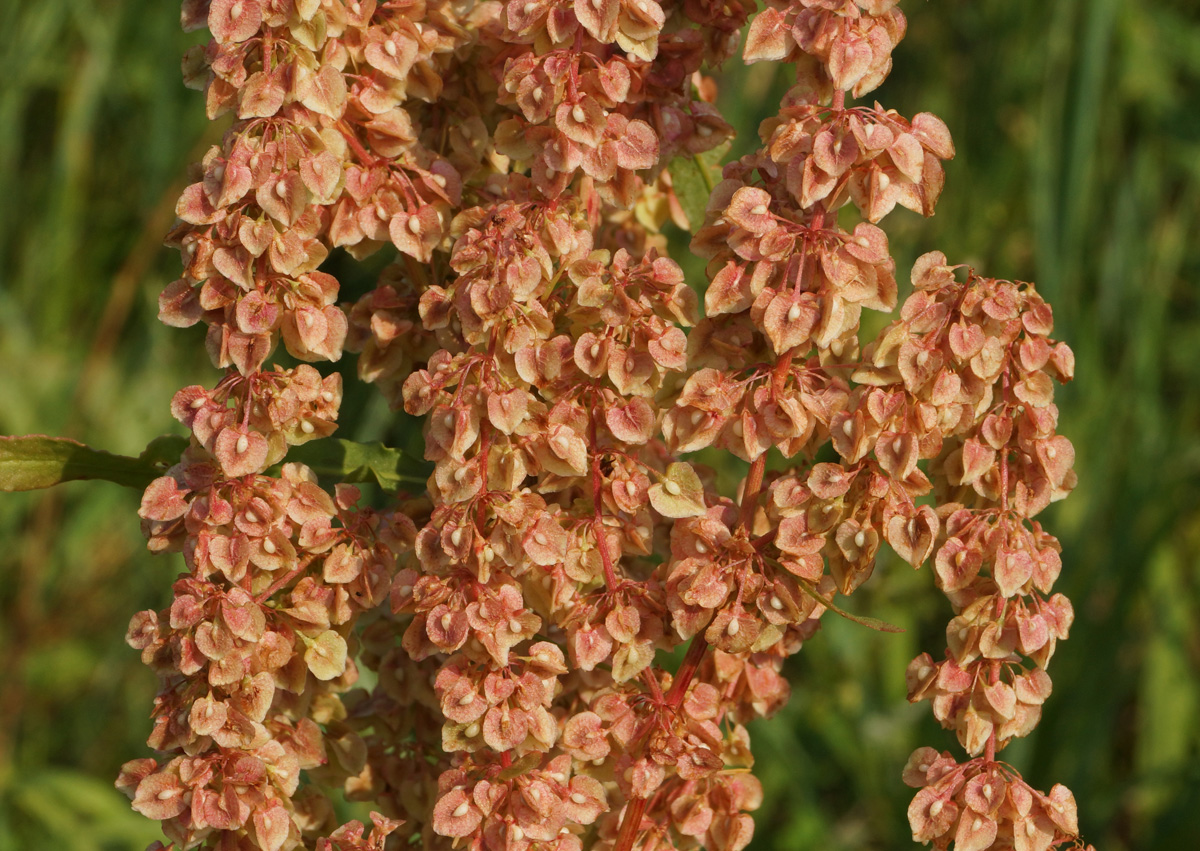 Image of Rumex crispus specimen.