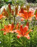 Lilium pensylvanicum. Верхушки цветущих растений. Восточный Казахстан, Уланский р-н, с. Украинка, дачный участок, в культуре. 20.06.2005.