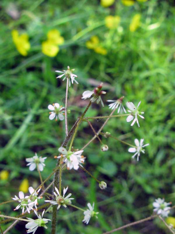 Image of Micranthes aestivalis specimen.